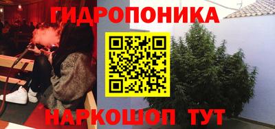 шишки Гай