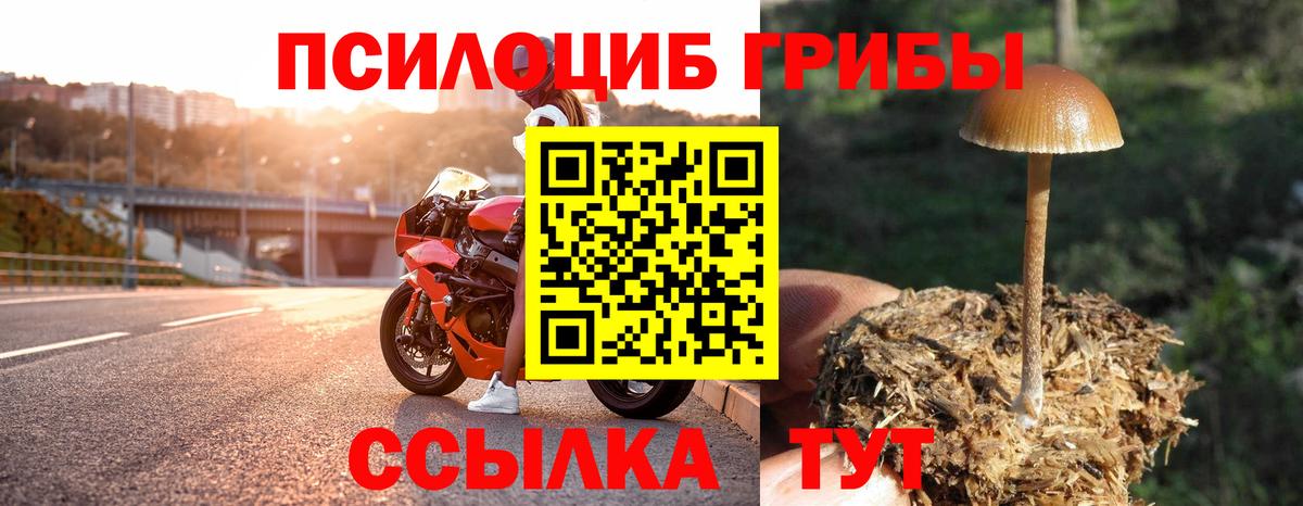 Псилоцибиновые грибы Psilocybine cubensis Дивногорск